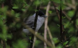 Eurasian blackcap