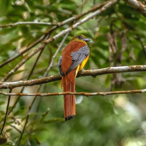 Orange-breasted Trogon