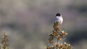 sardinian warbler