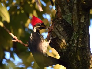 Lineated Woodpecker (female)
