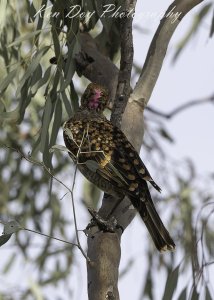 Spotted Bowerbird.