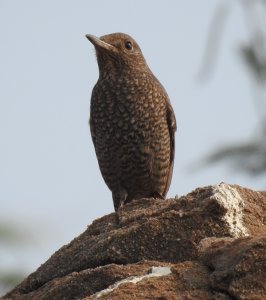 Blue Rock Thrush Female