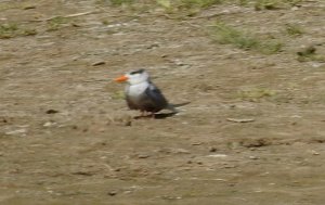 Black-bellied Tern