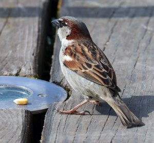 House Sparrow