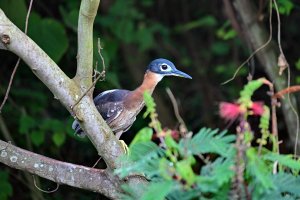 White-backed Heron