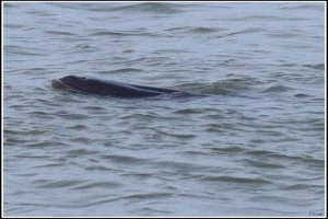 Yangtze Finless Porpoise