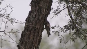 Indian Spotted Creeper extracting insect : Amazing Wildlife of India by Renu Tewari and Alok Tewari
