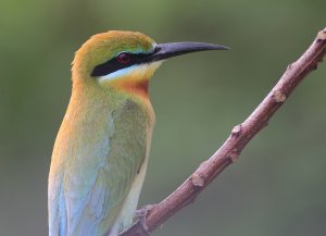 Blue-tailed Bee-eater 10.JPG