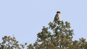 Iberian grey shrike