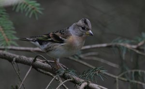 Female Brambling