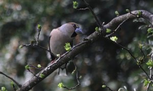 Hawfinch