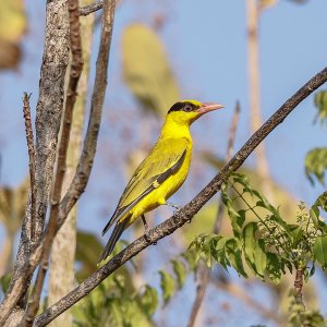 Black-naped Oriole