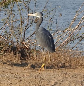 Western Reef Egret