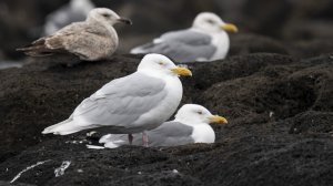 Glaucous Gull