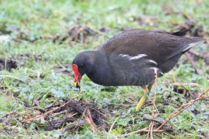 Moorhen