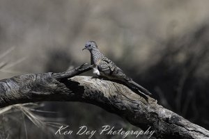 Peaceful Dove.