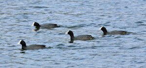 Common Coot