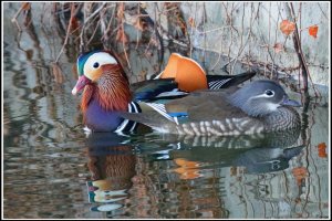 A pair of Mandarin Ducks