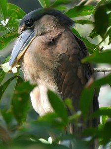 Boat Billed Heron