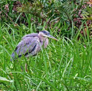 Great Blue Heron