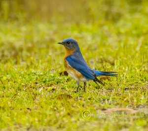 Eastern Bluebird