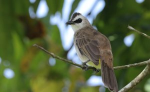 Yellow-vented Bulbul