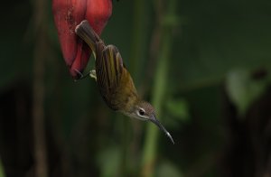 Little spiderhunter