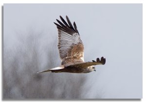 Marsh harrier