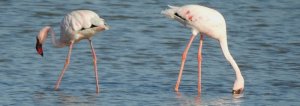 Lesser Flamingoes