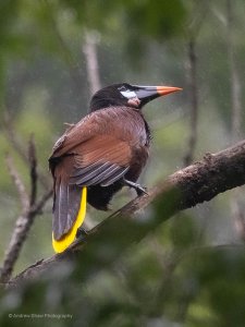 Montezuma Oropendola