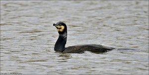 Cormorant