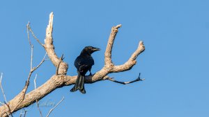 Spangled Drongo