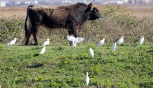 Cattle Egret