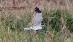 Hen Harrier