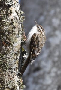 Treecreeper