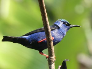 Red-legged Honeycreeper