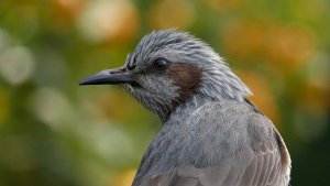 Brown-eared Bulbul