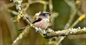 Long-tailed Tit.