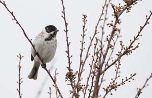 Reed Bunting