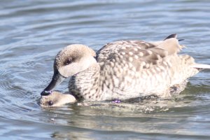 Marbled ducks