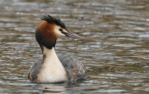 Great Crested Grebe 0734.jpg