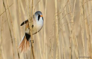 Bearded Tit 3498 (1).jpg