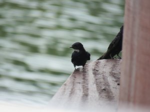 White Throated Blue Swallow