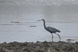 Little Egret, Dark morph