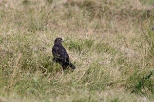 African Marsh Harrier, Dark morph