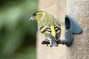 Goldfinch