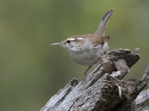 Bewick's wren