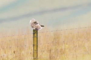 Short Eared Owl Preening