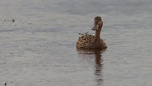 northern shoveler (female)