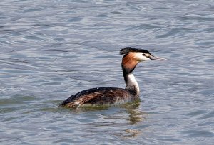 Great Crested Grebe